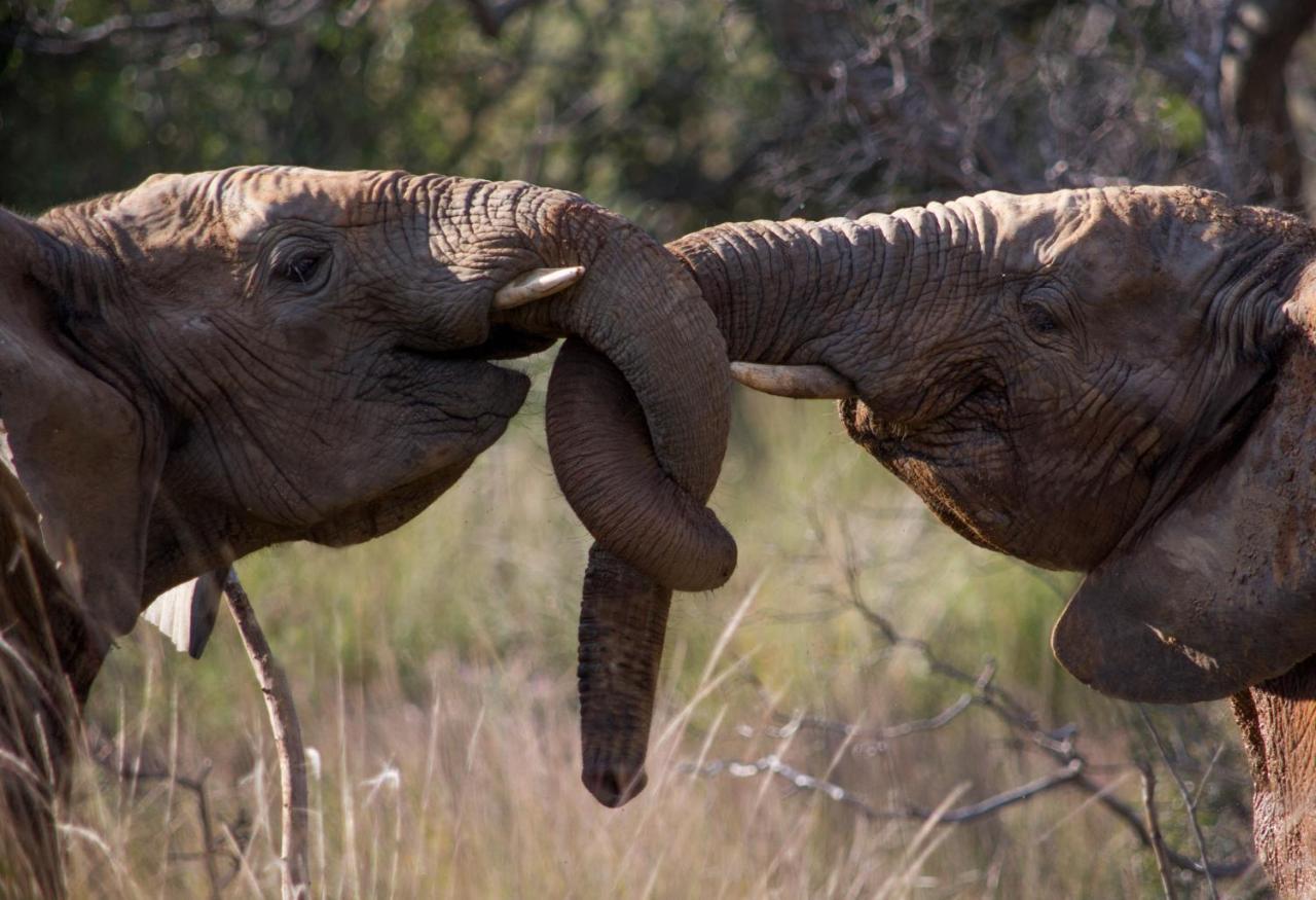 Makweti Safari Lodge Welgevonden Game Reserve Exteriér fotografie